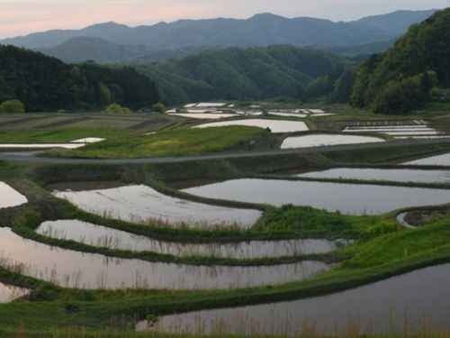 雲南市の棚田風景