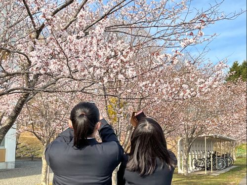 平取高校生と桜！