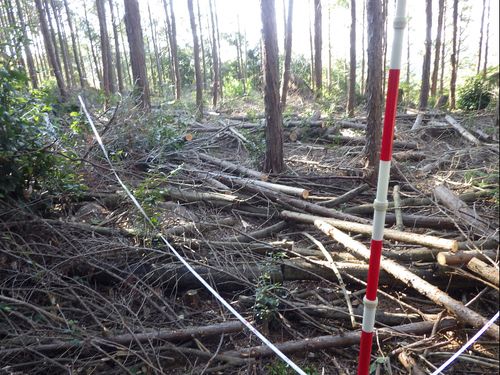 林内に残された木材・林地残材。「木の駅プロジェクト」の“BEFORE”