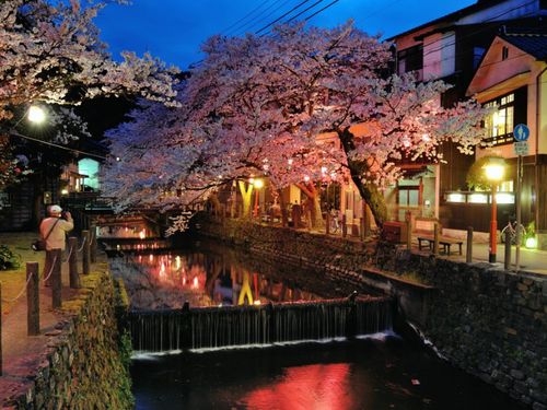 春は桜