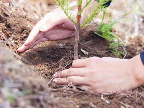 一本一本、手で植林していきます。