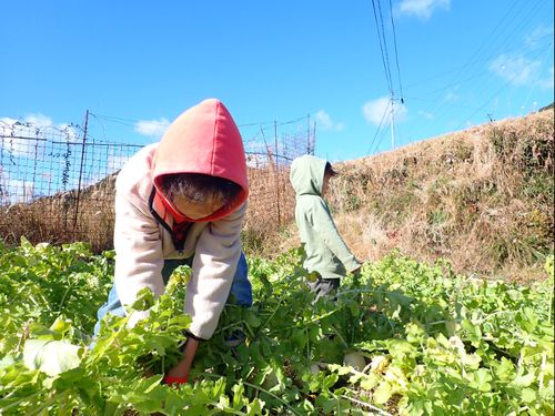 たくあん用の大根を収穫。「左に回すと抜けやすいよー」と隣のお母さんに教えてもらって早速実践。