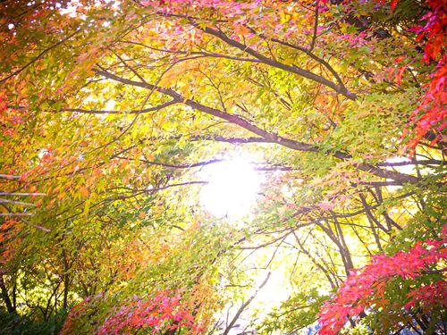 育てた木は、何十年もかけて色鮮やかな景色をつくります。