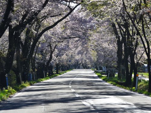 胆沢桜の回廊　春、国道397号を彩る600本のソメイヨシノ