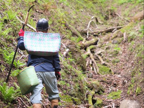 名人の山菜採り。山川田畑から糧を得て、その一部は保存食にして冬を迎えます。