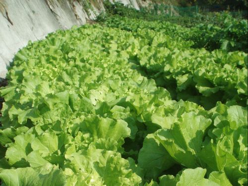 不耕起、無肥料、無農薬で育つ秋冬野菜