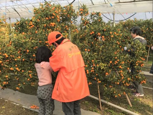 イベントでの収穫体験の様子（きんかん）