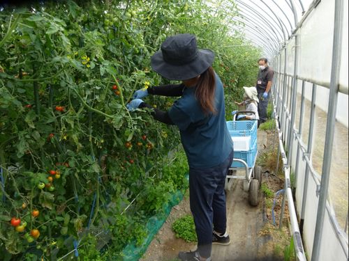 ミニトマト農家さんで農業パートもできます