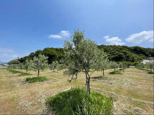 イタリアーノひらおの取組みの一環としてオリーブを栽培