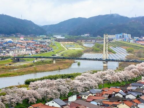 雲南市の桜並木