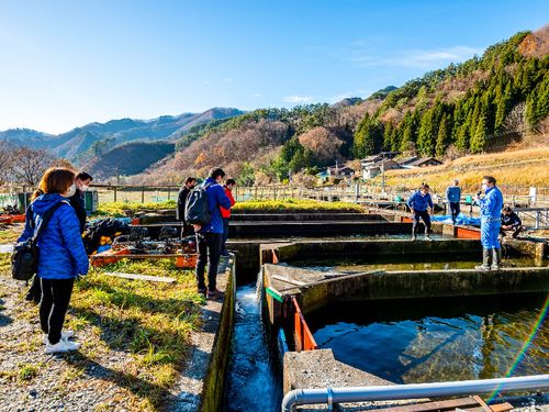 大槌サーモンがどのように育てられているか を学べる「エコツーリズム」にも力を入れています。