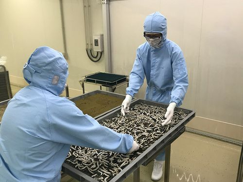 無菌養蚕の様子