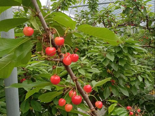 さくらんぼ農家さんで収穫のお手伝いなど🍒