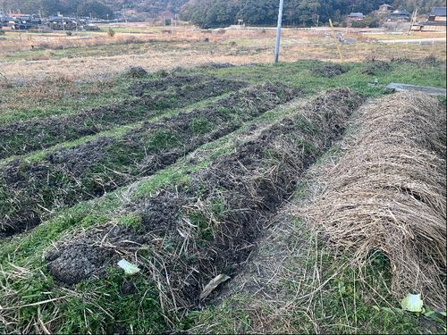 平生町で自然農を実践されている方の畑