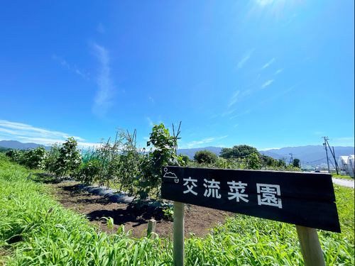 町運営の講師付きの交流菜園