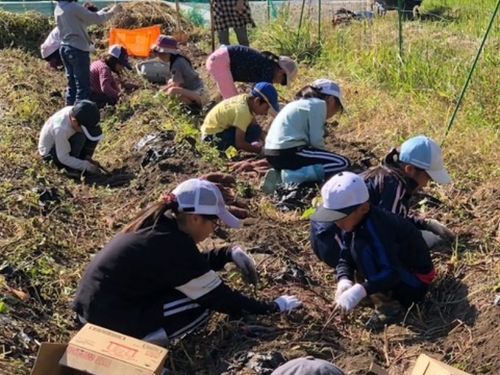 厚保小学校の芋ほり