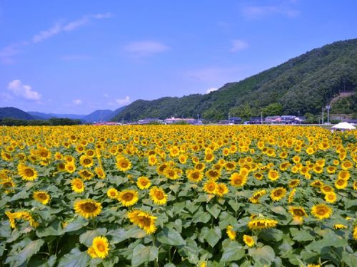 ひまわり畑
