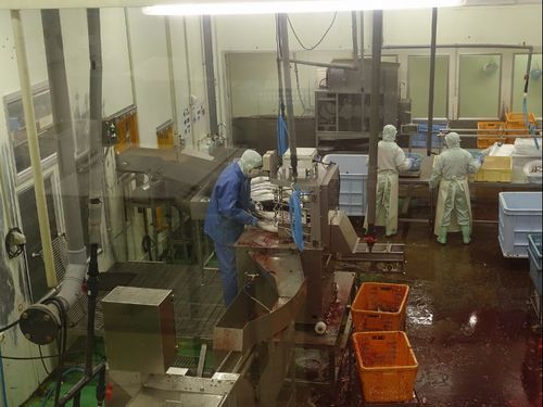 加工工場の様子。機械化が進み、ほんの少しの手作業を残すのみ