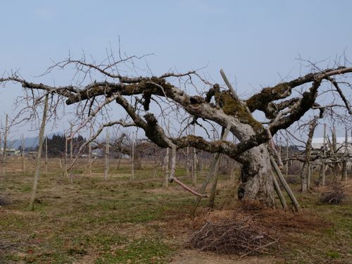 樹齢約70年のリンゴの木　枝ぶりが立派です