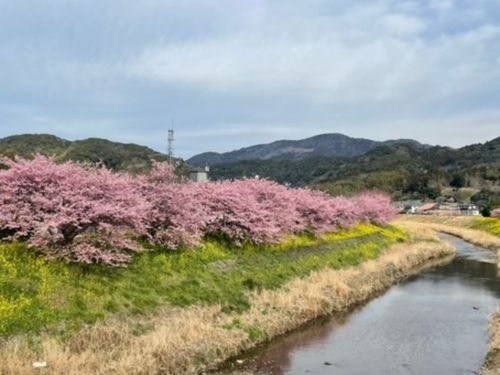 春は川沿いの桜が満開に🌸
