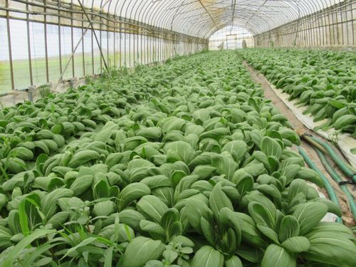 野菜栽培も盛ん