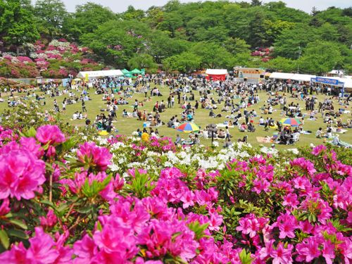 鯖江のシンボル公園、西山公園の「つつじまつり」