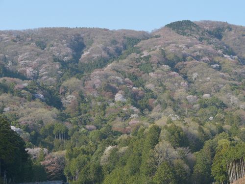 ５５万本のヤマザクラが自生する、景観の美しいまちです