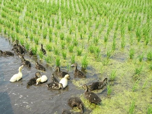 あいがも農法によるお米栽培