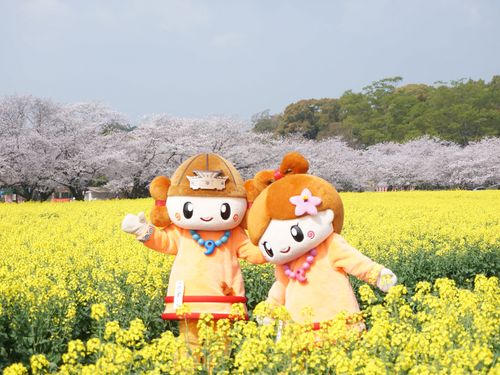 市民の方が植えた一面の菜の花。