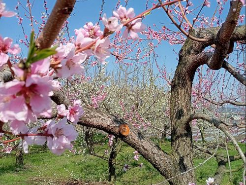 農園が多いエリアは景色も楽しめます🍎