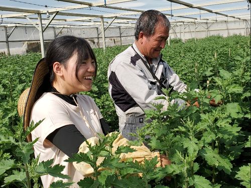 花農家で芽かき作業！