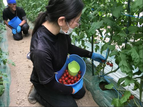 収穫すべきか否か？色づきを見極めます。