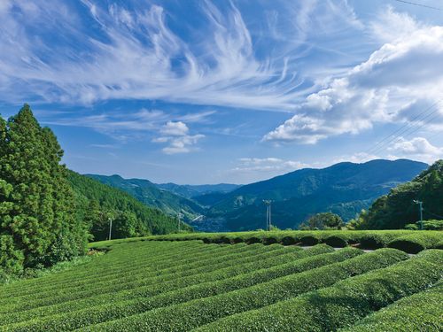 藤枝は日本三大玉露の産地でもあります！