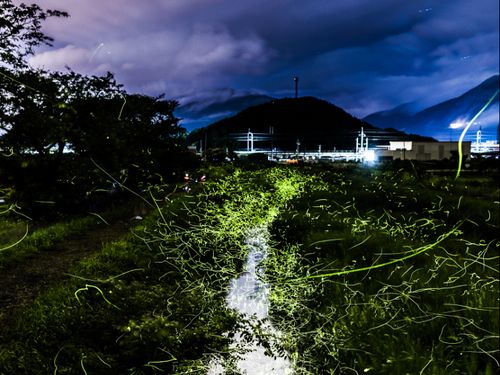 ホタルの飛び交う様子