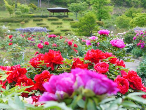 320種4,000本のぼたんが植えられる「ぼたん園」