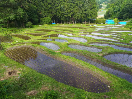 美しい棚田の風景が広がる