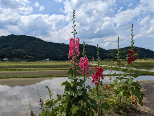 初夏の養父市(田んぼ)