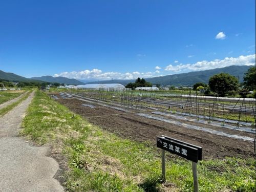 よっちゃんの農ある暮らし、果たして野菜たちは・・・