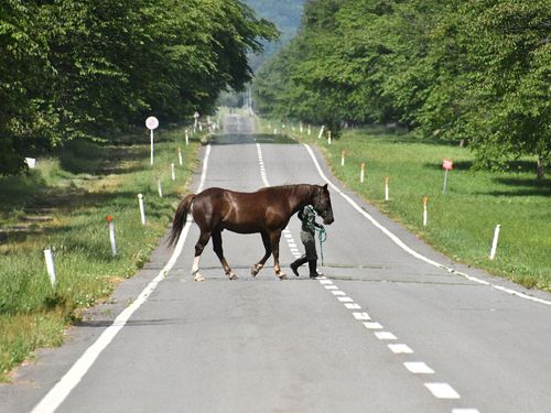 まちのいたるところで馬に出会えます