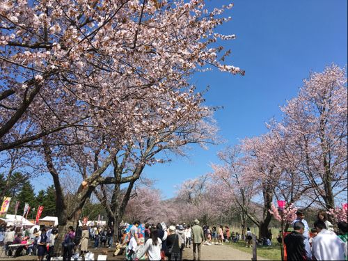 北海道屈指の桜名所「二十間道路桜並木」で行われる桜まつりの様子