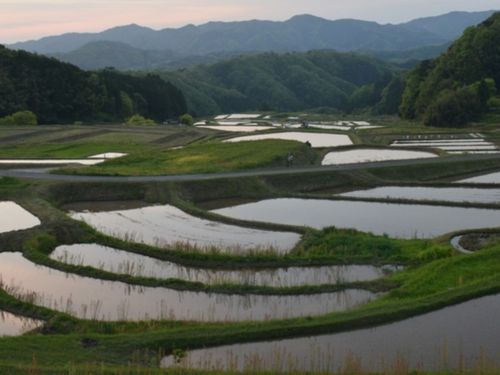 棚田