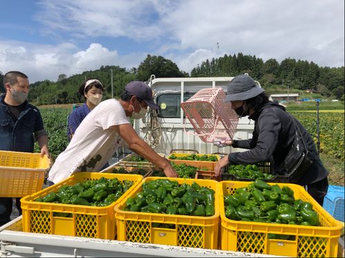 野菜収穫体験（昨年の様子）