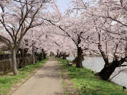 お城とさくらとりんごのまち、弘前。せっかくなので空き時間には観光も楽しんで！