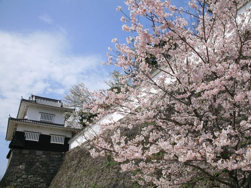 大村公園は『日本さくら名所100選』の地