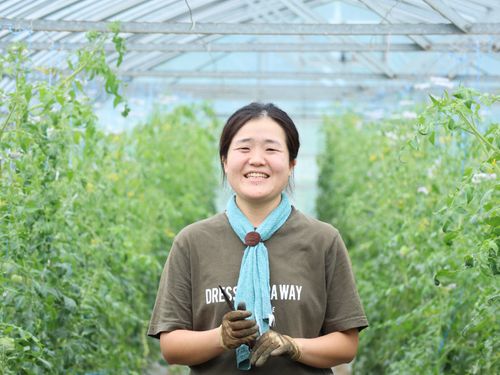 若手トマト農家さんでトマトの収穫体験