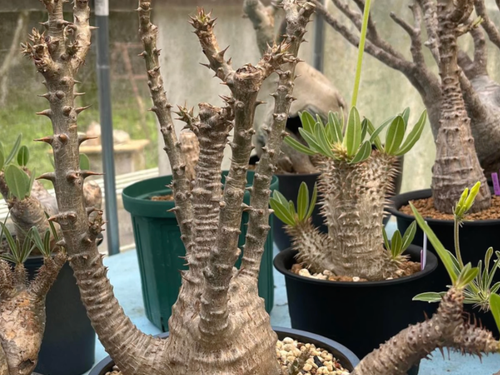 植物が好きな柏谷さんは、育てた観葉植物に付加価値をつけた販売をしたいと現在思案中です