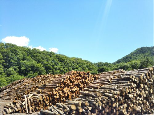 面積の95％以上を山が占める岩泉。山の恵みと共に暮らしています