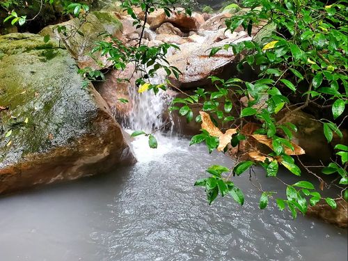 栗野岳には川のように温泉が流れています