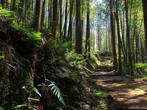 世界遺産登録２０周年を控える熊野古道