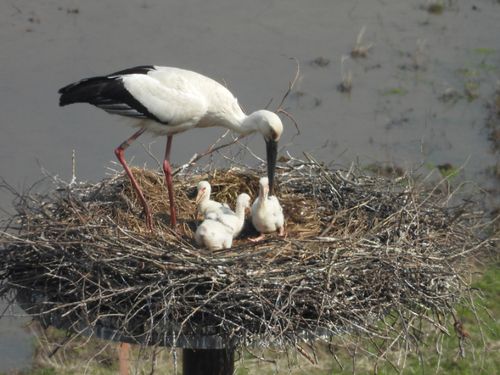 コウノトリ